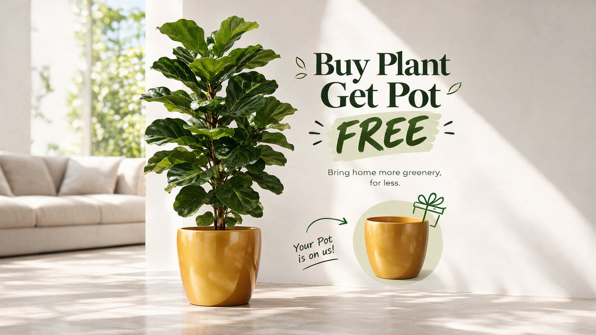 Plant-FREE-Pot Tree of Life Kuwait