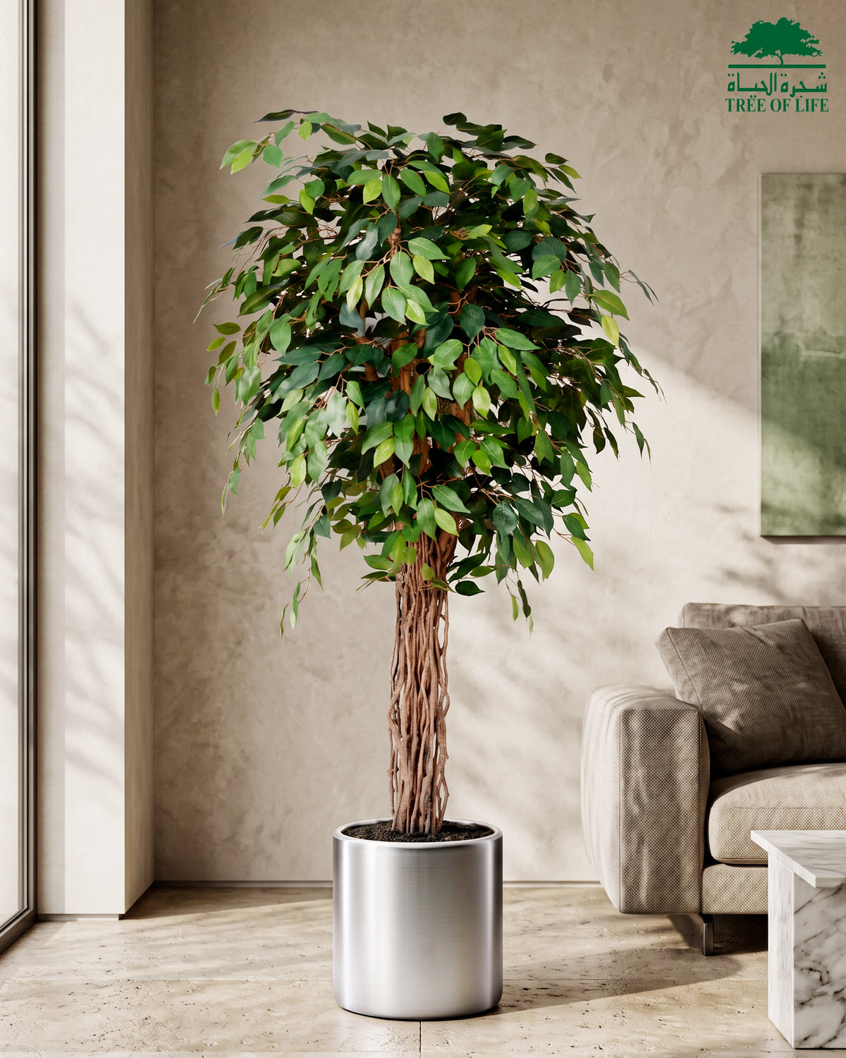 Mini Ficus Tree of Life Kuwait