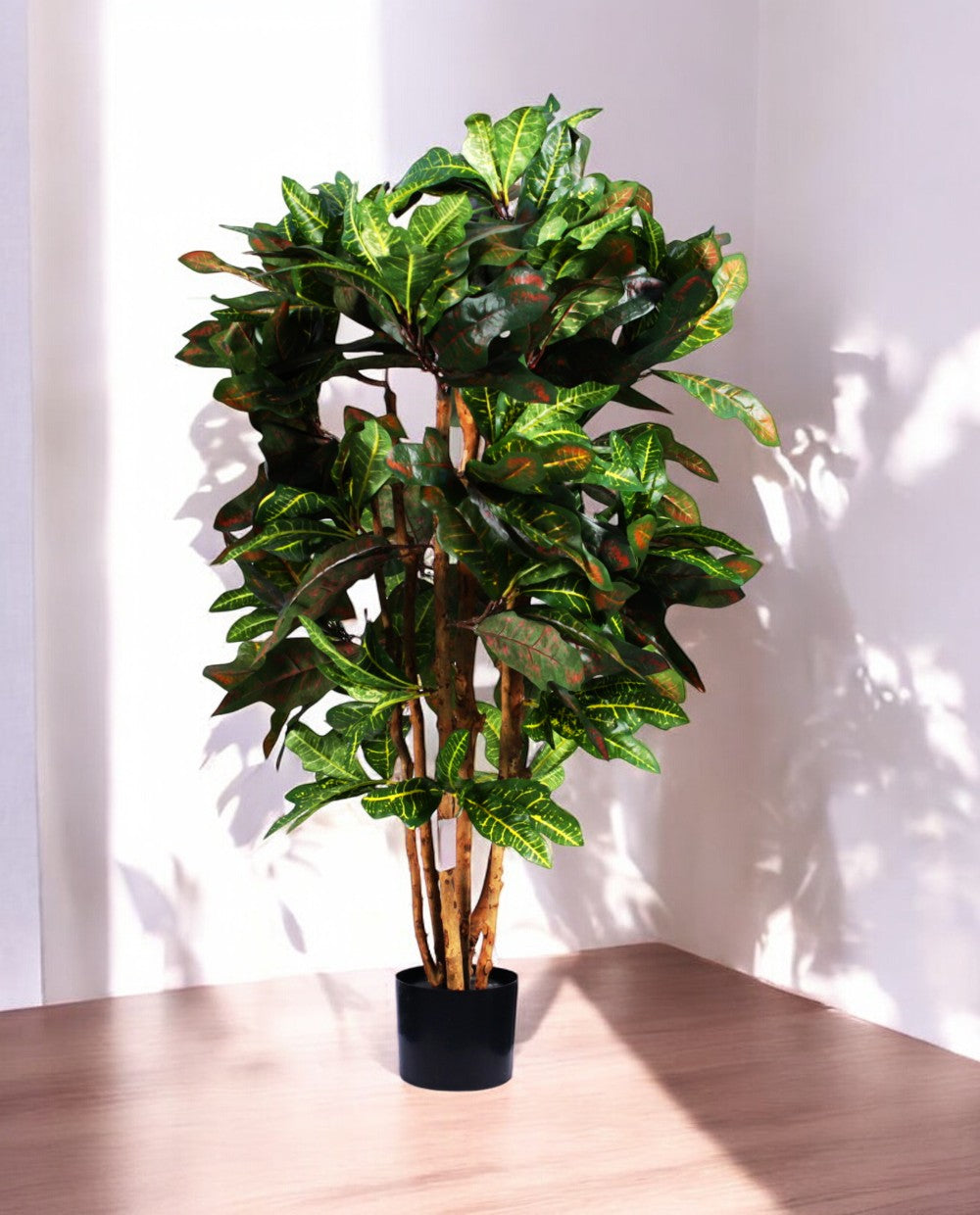 CROTON PETRA 120cm 18443(a)