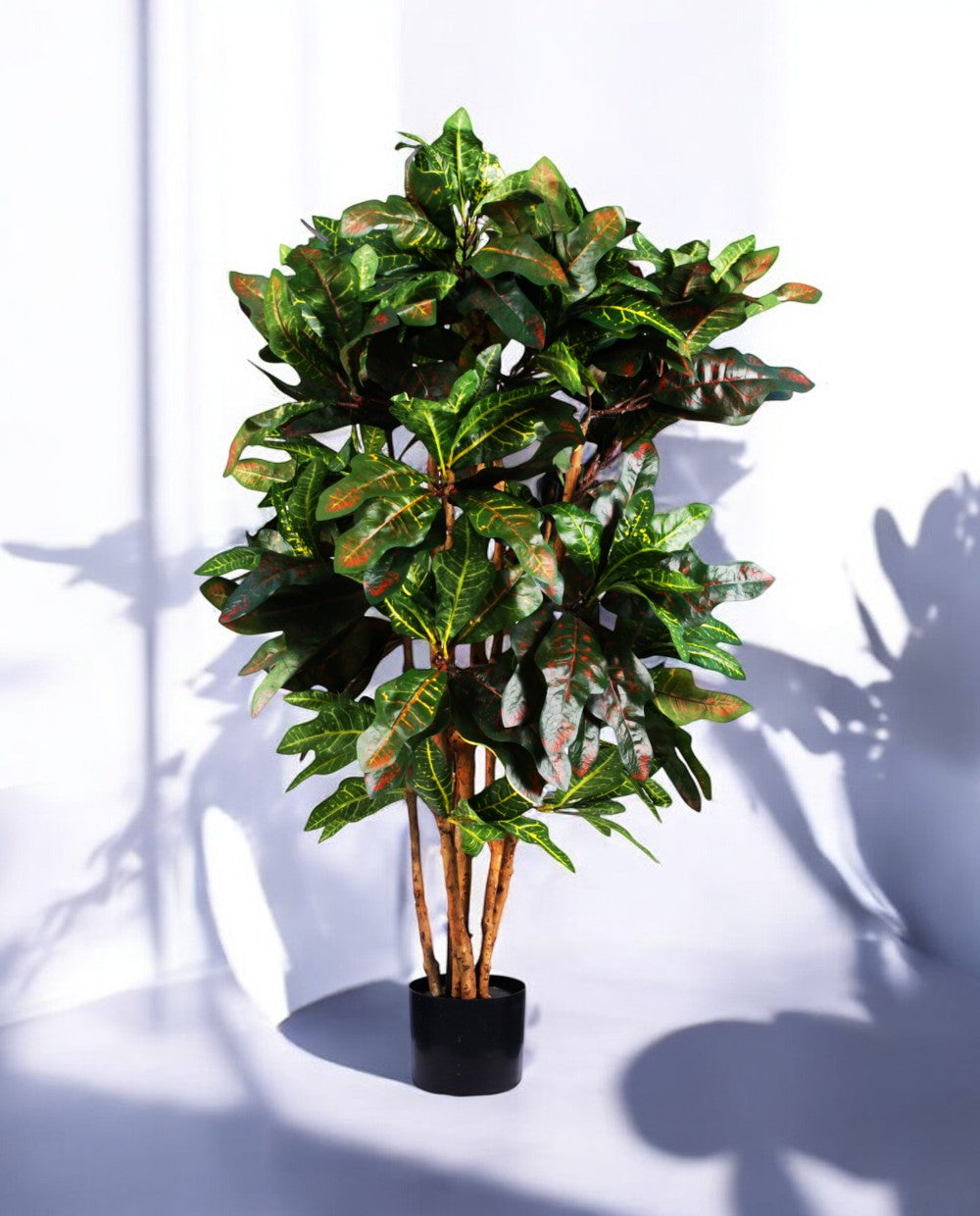 CROTON PETRA 120cm 18443(b) (2)