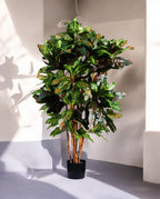 CROTON PETRA 120cm 18443(b) (3)