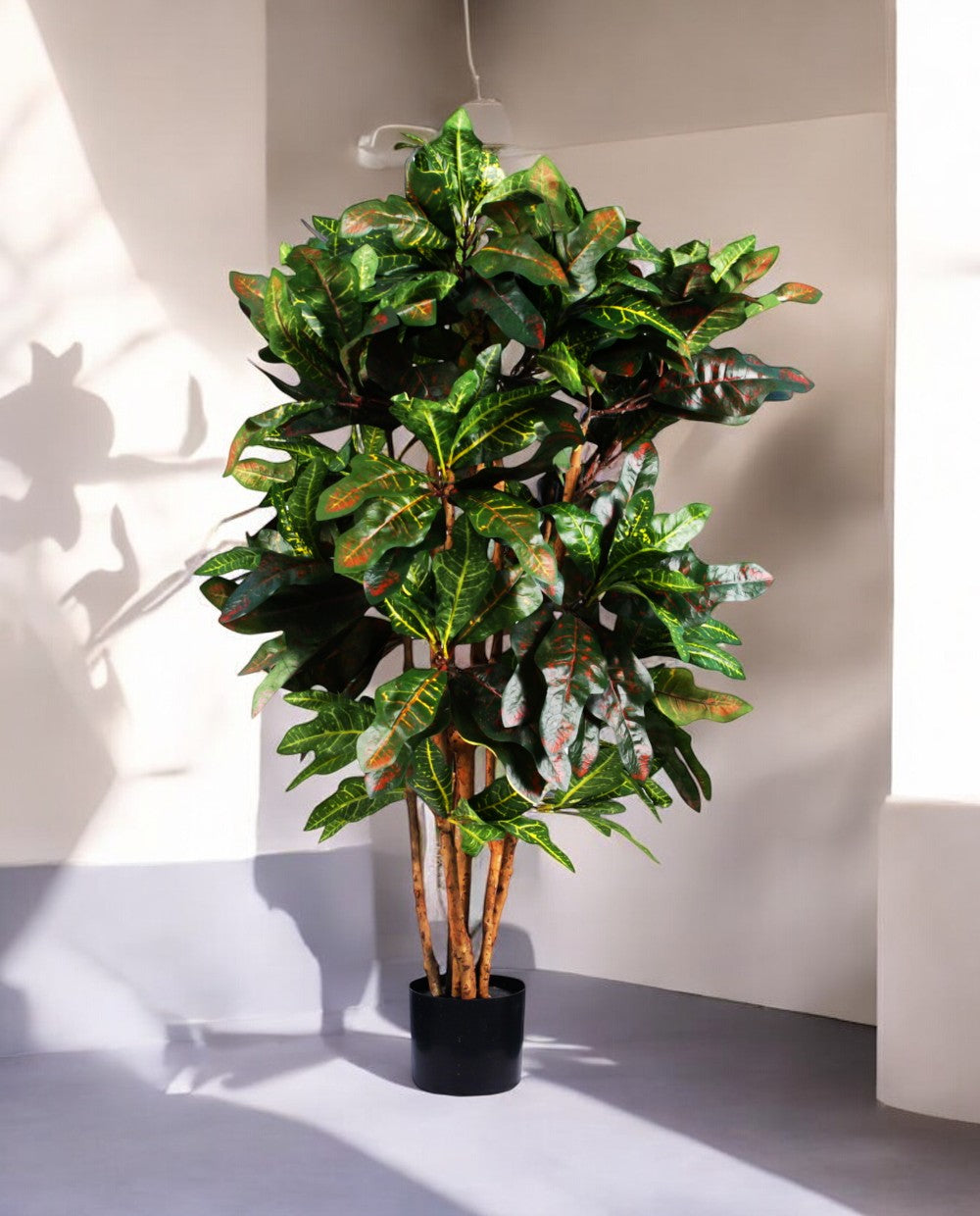 CROTON PETRA 120cm 18443(b) (3)