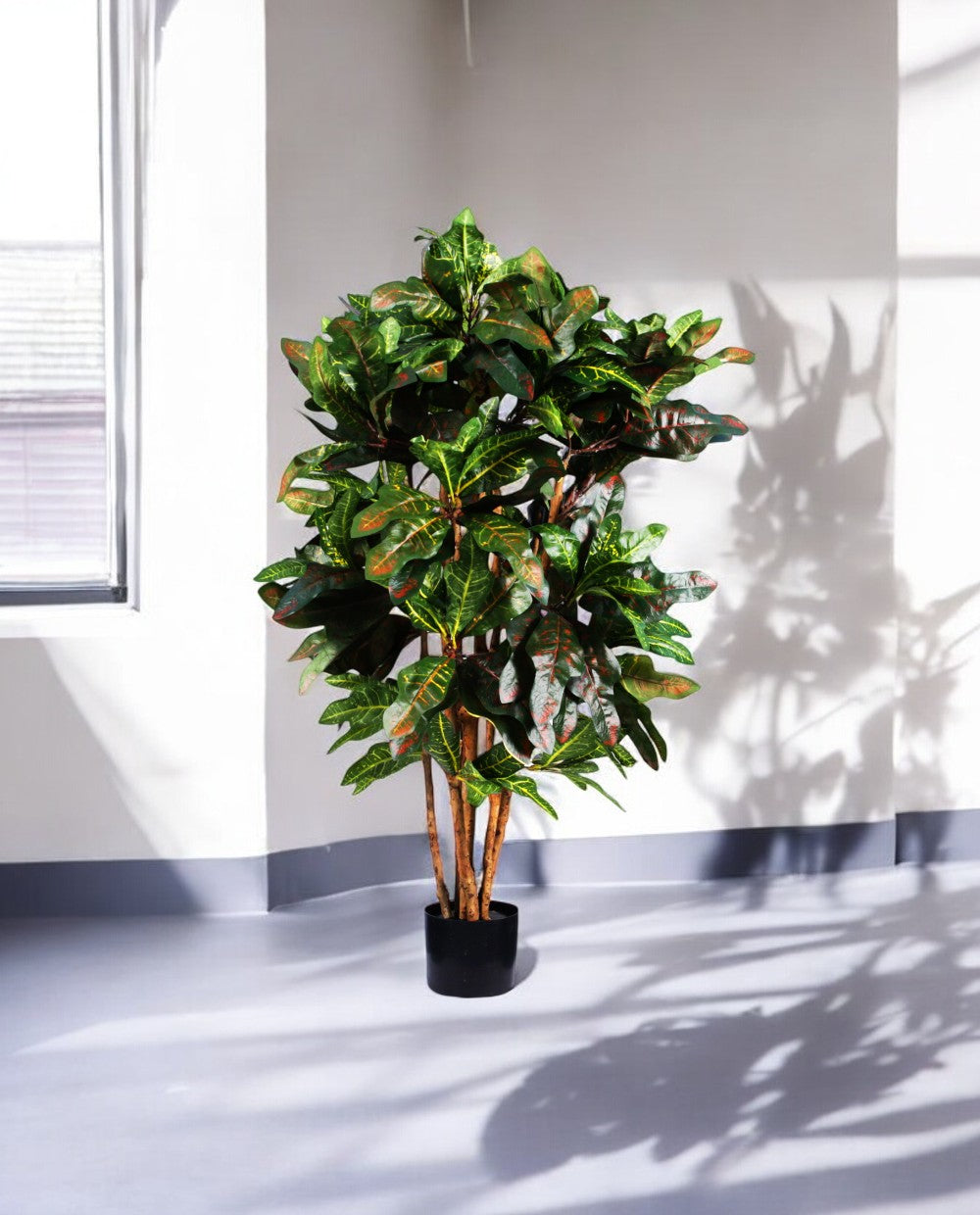 CROTON PETRA 120cm 18443(c) (3)