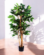 COFFEE ARABICA 120cm 18446(a)