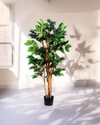 COFFEE ARABICA 120cm 18446(c) (3)