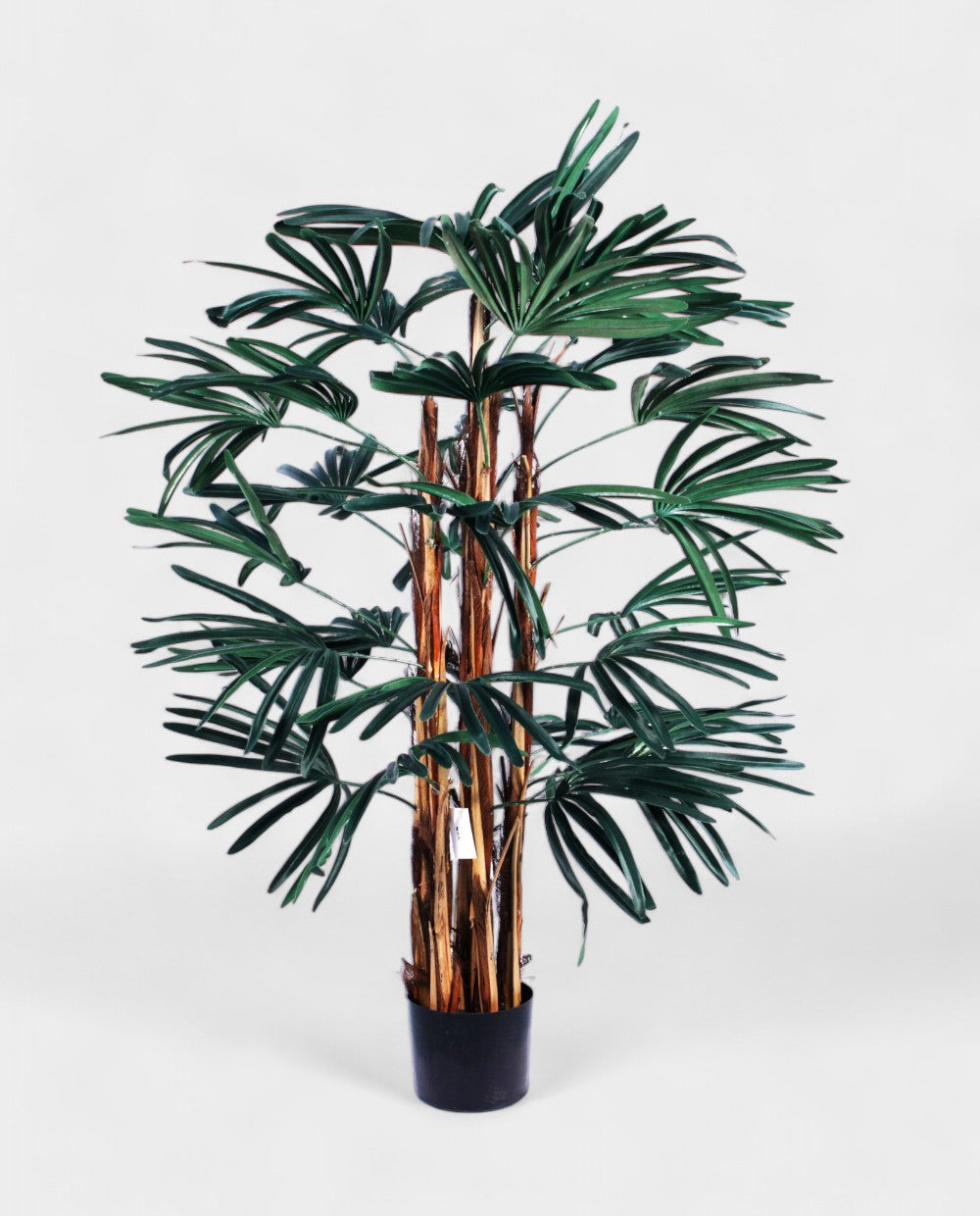 RHAPIS PALM 120cm 19326(b) (3)