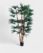 RHAPIS PALM 180cm 19331(a) (3)