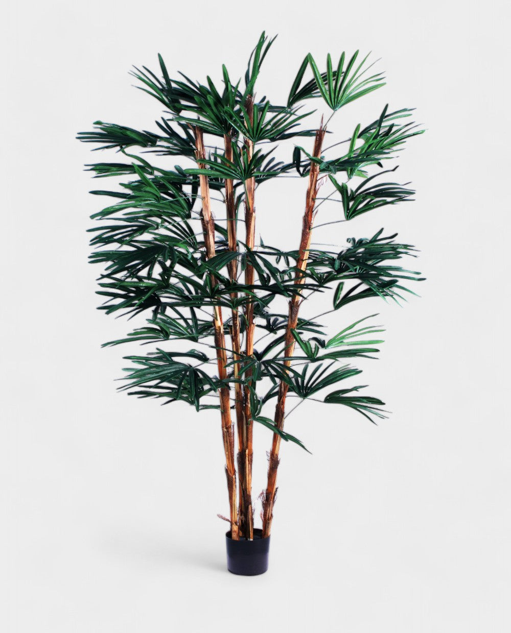 RHAPIS PALM 180cm 19331(b) (3)