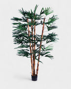RHAPIS PALM 180cm 19331(b) (3)