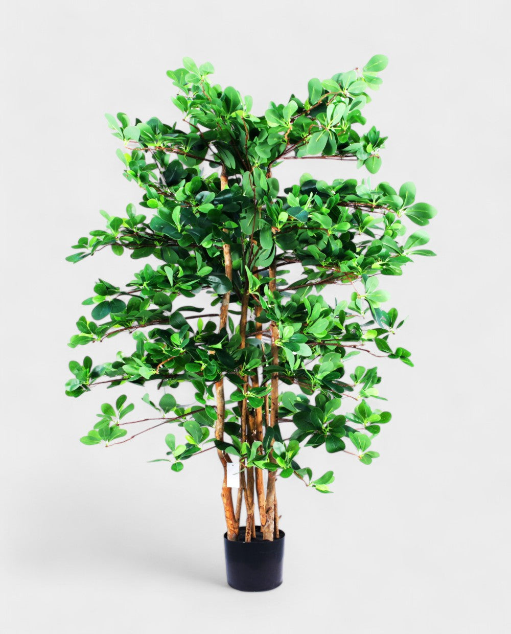 ORIENTAL FICUS 120cm 18333(b) (3)