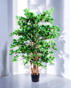ORIENTAL FICUS 120cm 18333(b)