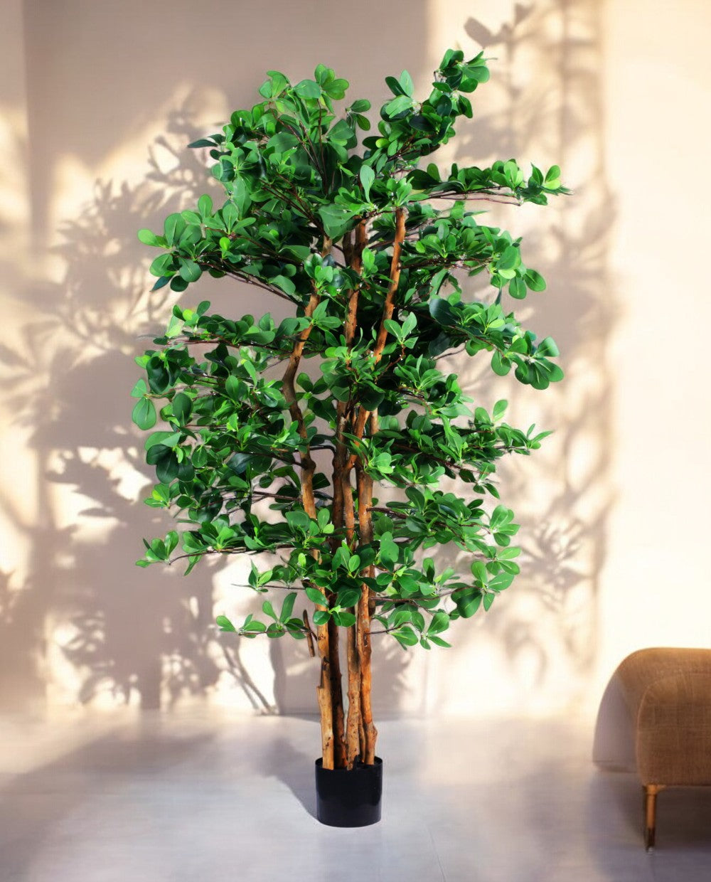 ORIENTAL FICUS 150cm 18334(a) (2)