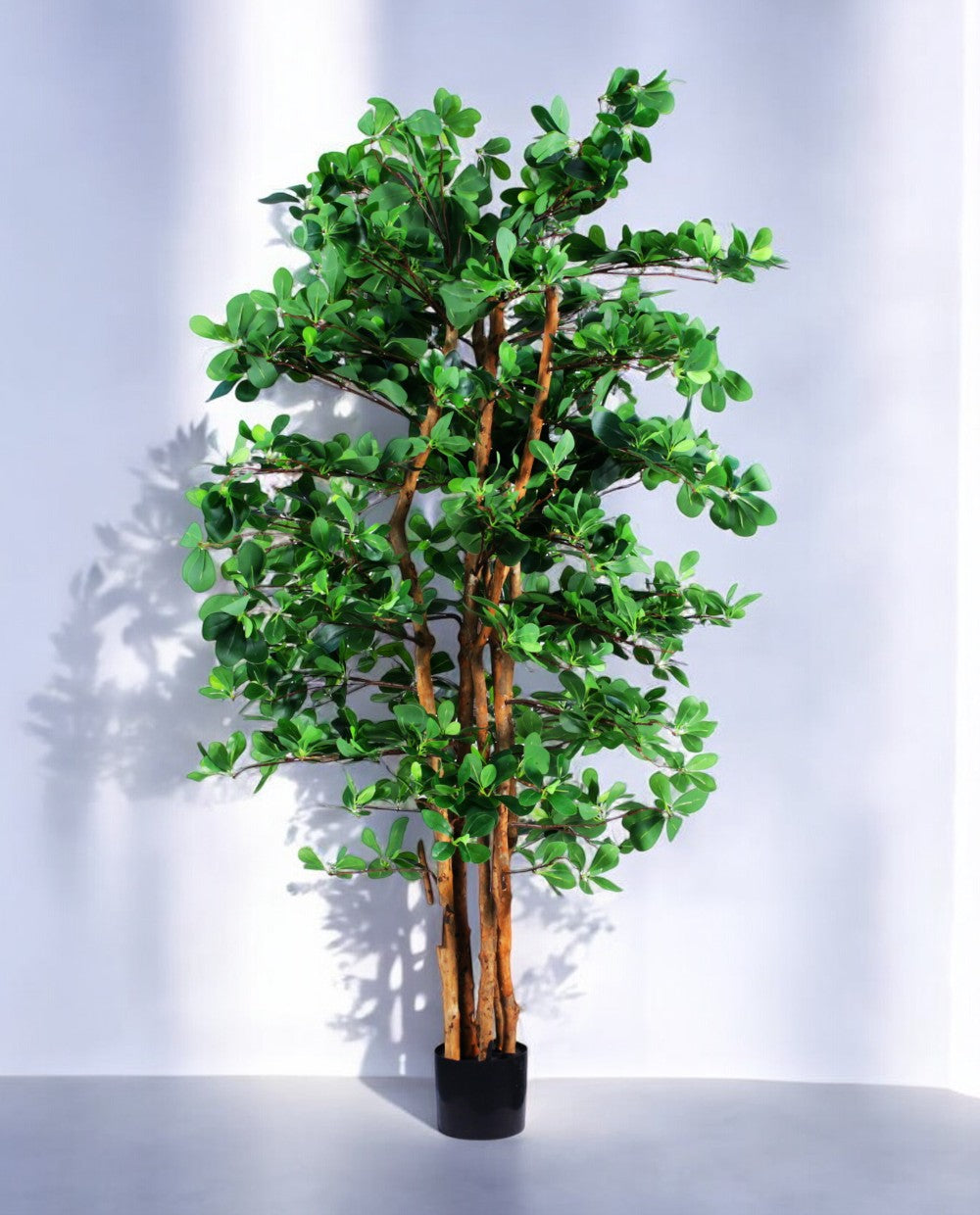 ORIENTAL FICUS 150cm 18334(a)