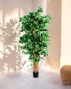 ORIENTAL FICUS 180cm 18335(a) (2)
