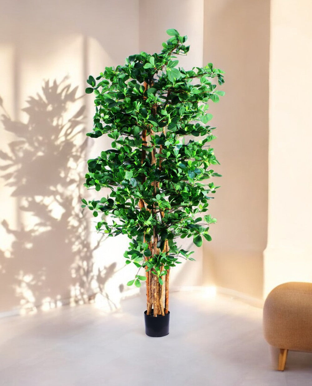 ORIENTAL FICUS 180cm 18335(a) (2)