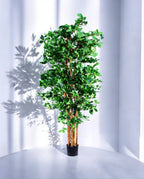ORIENTAL FICUS 180cm 18335(a)