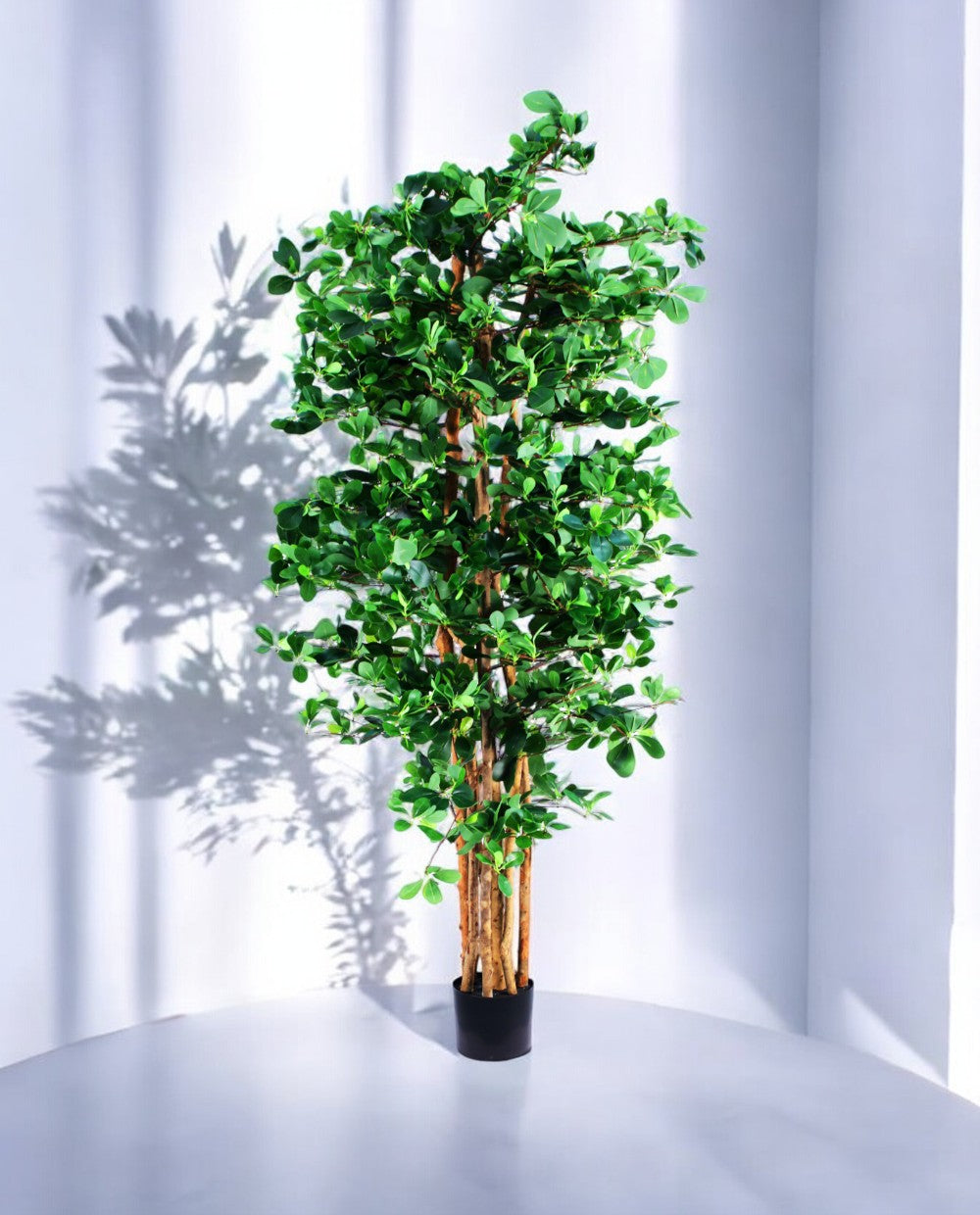 ORIENTAL FICUS 180cm 18335(a)