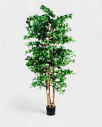 ORIENTAL FICUS 180cm 18335(b) (3)