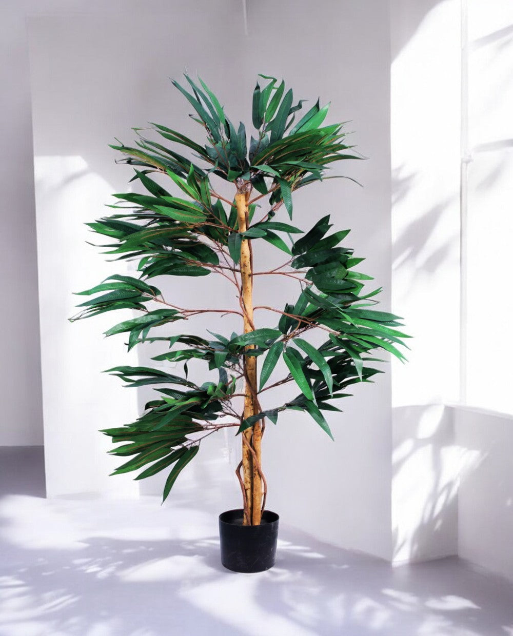 FICUS LONGIFOLIA 120cm 18455(a) (3)