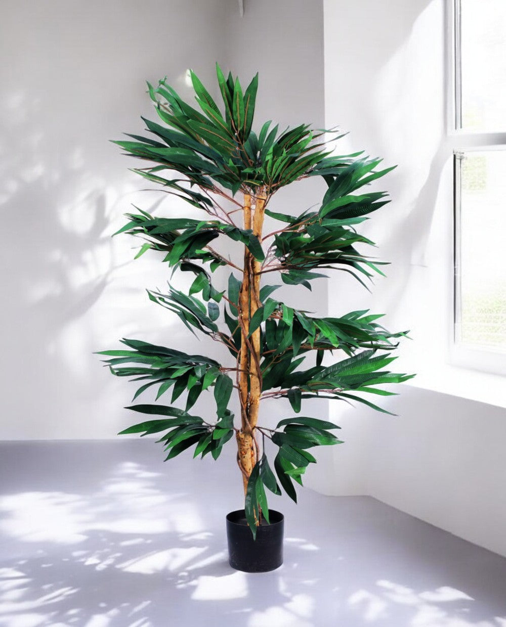 FICUS LONGIFOLIA 120cm 18455(b) (3)
