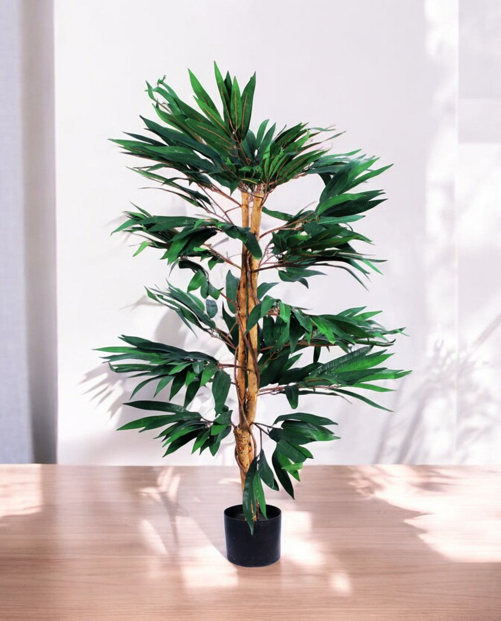 FICUS LONGIFOLIA 120cm 18455(b)