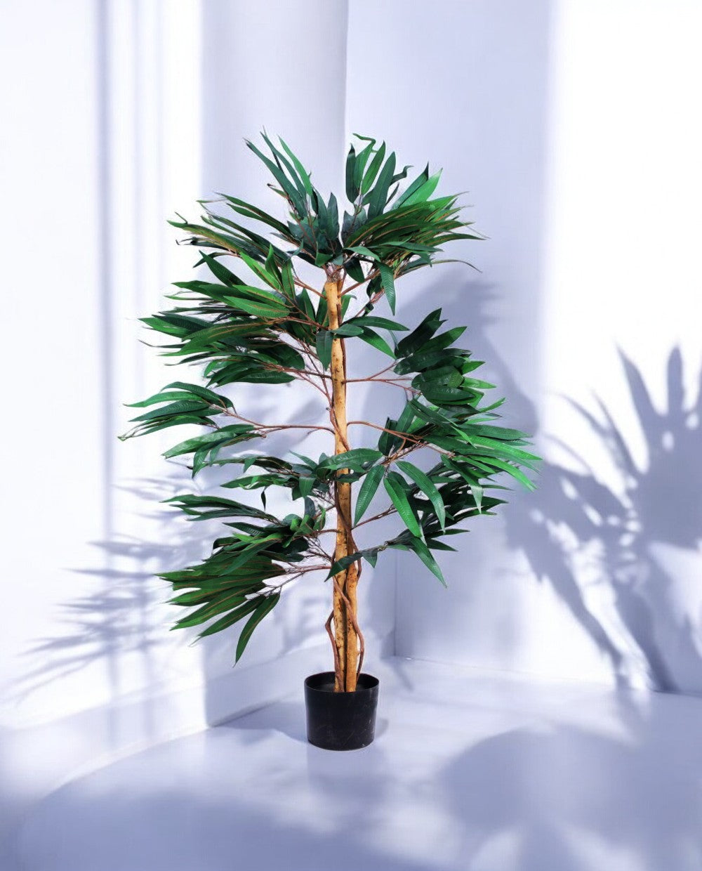 FICUS LONGIFOLIA 120cm 18455(c) (2)
