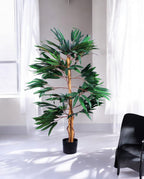 FICUS LONGIFOLIA 120cm 18455(c) (3)