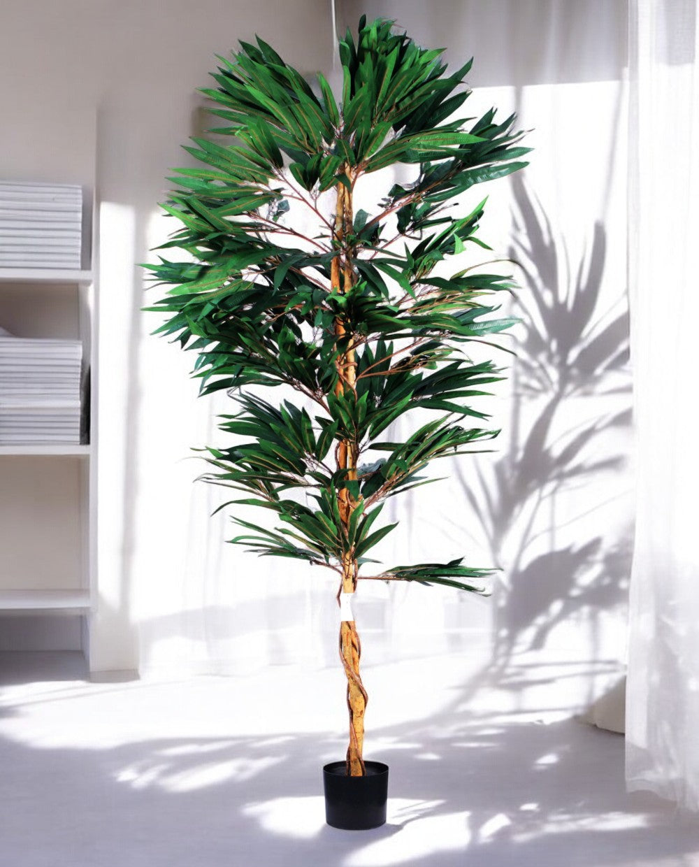 FICUS LONGIFOLIA 150cm 18456(a) (3)