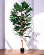 FICUS LONGIFOLIA 150cm 18456(a)
