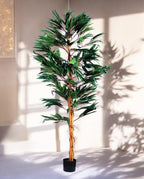 FICUS LONGIFOLIA 150cm 18456(b) (3)