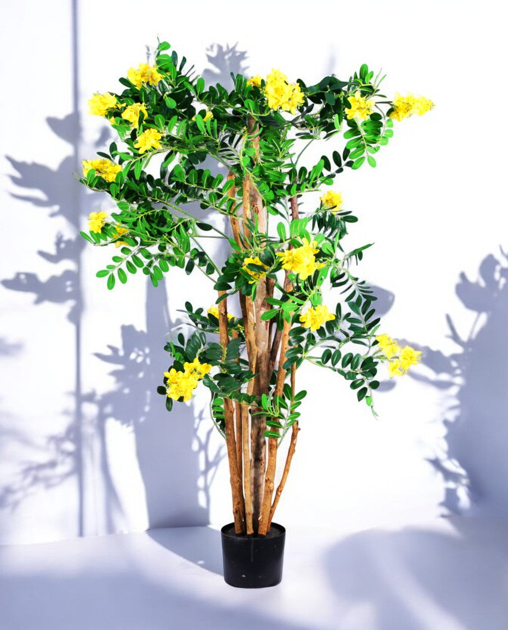 CARAGANA ARBORESCENS 120cm 19363(a) (2)