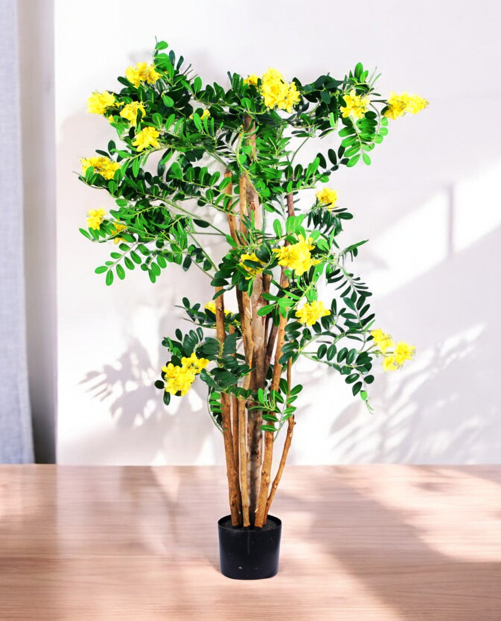 CARAGANA ARBORESCENS 120cm 19363(a)