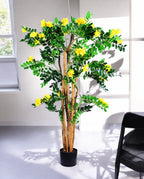 CARAGANA ARBORESCENS 120cm 19363(b) (3)
