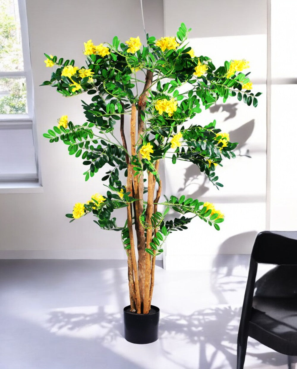 CARAGANA ARBORESCENS 120cm 19363(b) (3)