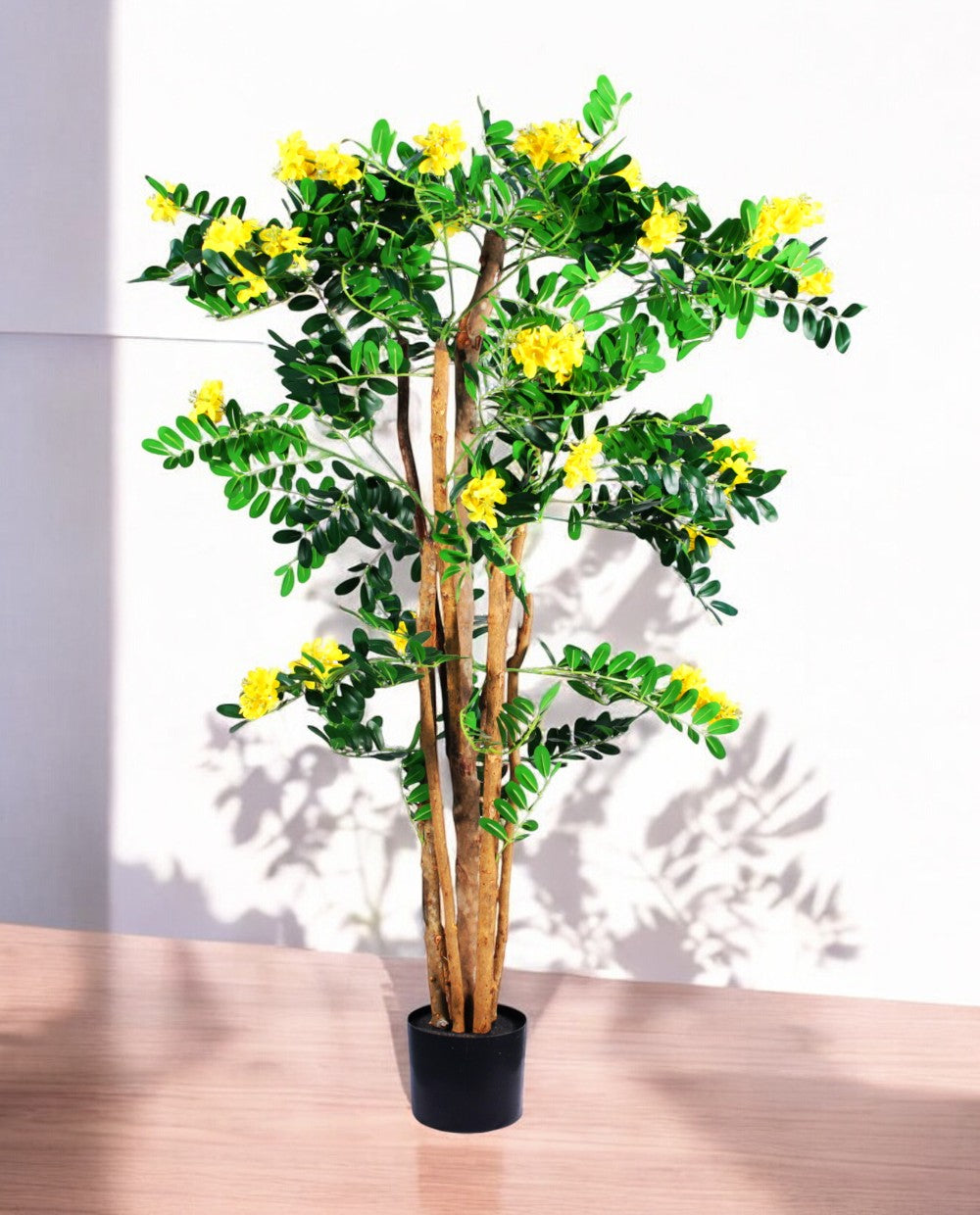 CARAGANA ARBORESCENS 120cm 19363(b)