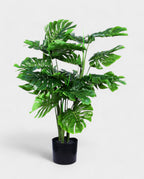 MONSTERA 90cm 19562(b) (3)