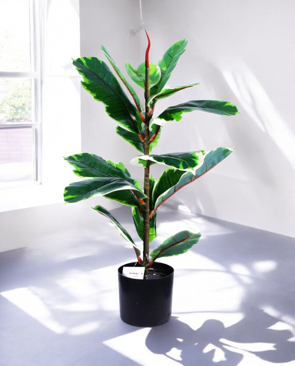 FICUS RUBBER VARIEGATA TREE 65cm 19339(a) (3)