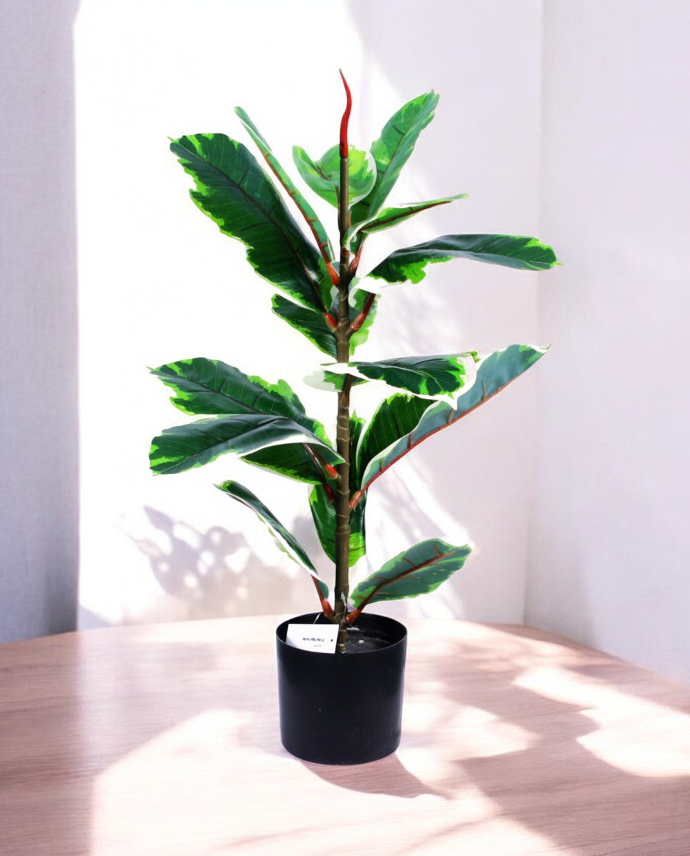 FICUS RUBBER VARIEGATA TREE 65cm 19339(a)