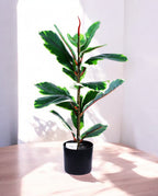 FICUS RUBBER VARIEGATA TREE 65cm 19339(a)