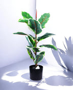FICUS RUBBER VARIEGATA TREE 65cm 19339(b) (2)