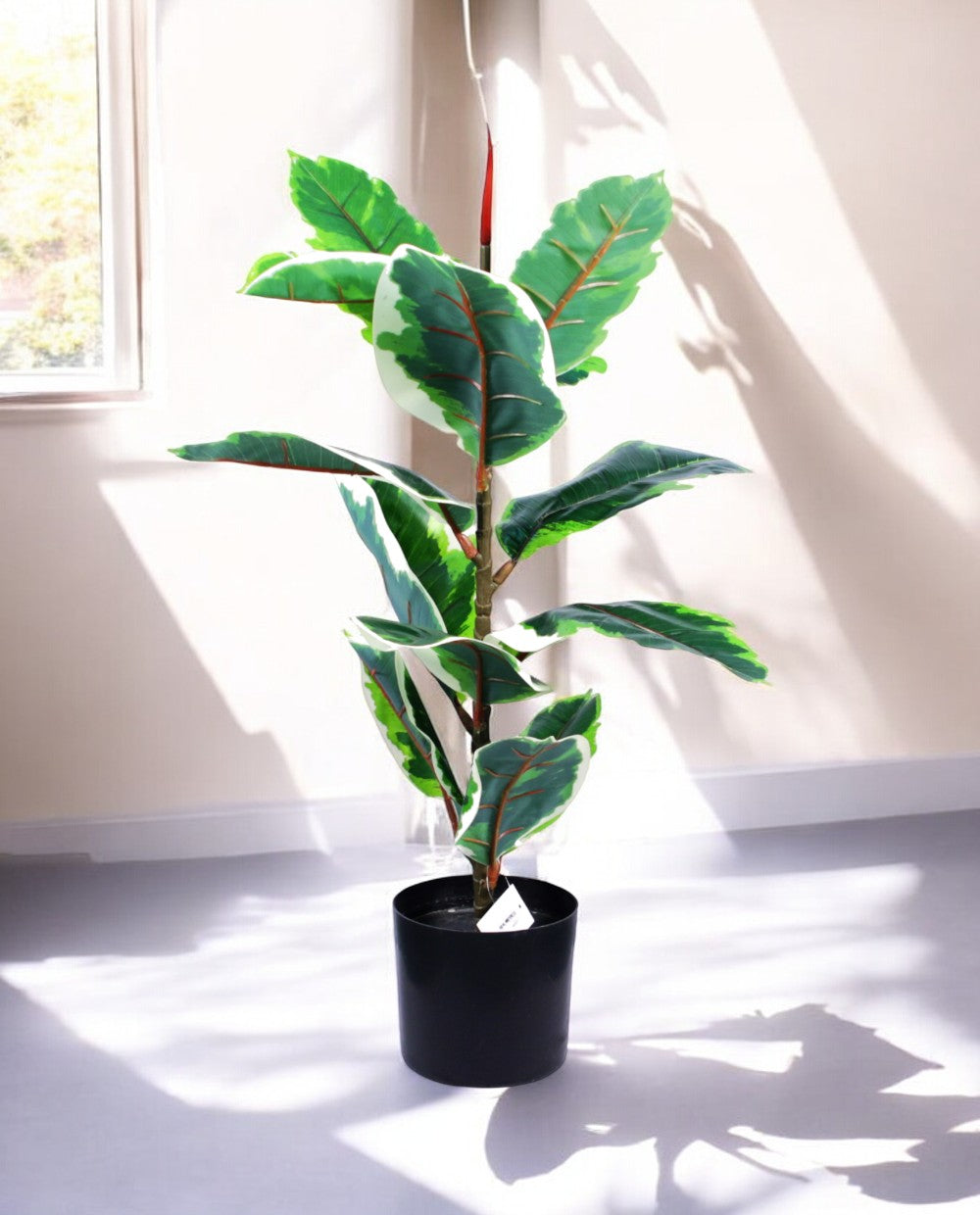 FICUS RUBBER VARIEGATA TREE 65cm 19339(b) (3)