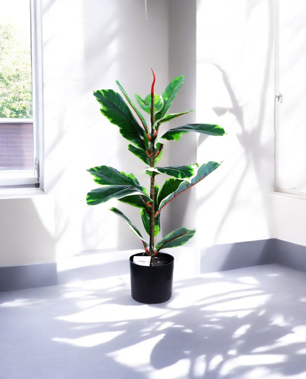 FICUS RUBBER VARIEGATA TREE 65cm 19339(c) (3)