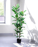 FICUS RUBBER VARIEGATA TREE 130cm 19344(a) (3)