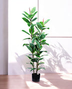 FICUS RUBBER VARIEGATA TREE 130cm 19344(a)