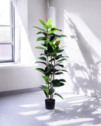 FICUS RUBBER VARIEGATA TREE 130cm 19344(c) (3)