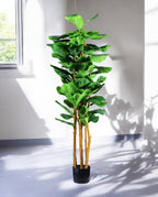 FICUS LYRATA 150cm 19538(a) (3)