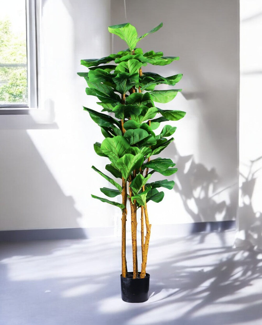 FICUS LYRATA 150cm 19538(a) (3)
