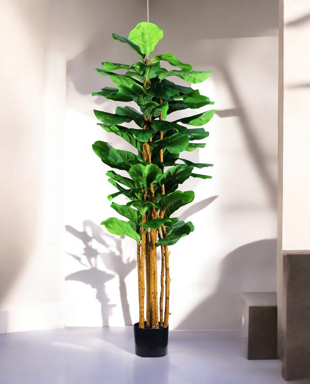 FICUS LYRATA 150cm 19538(b) (3)