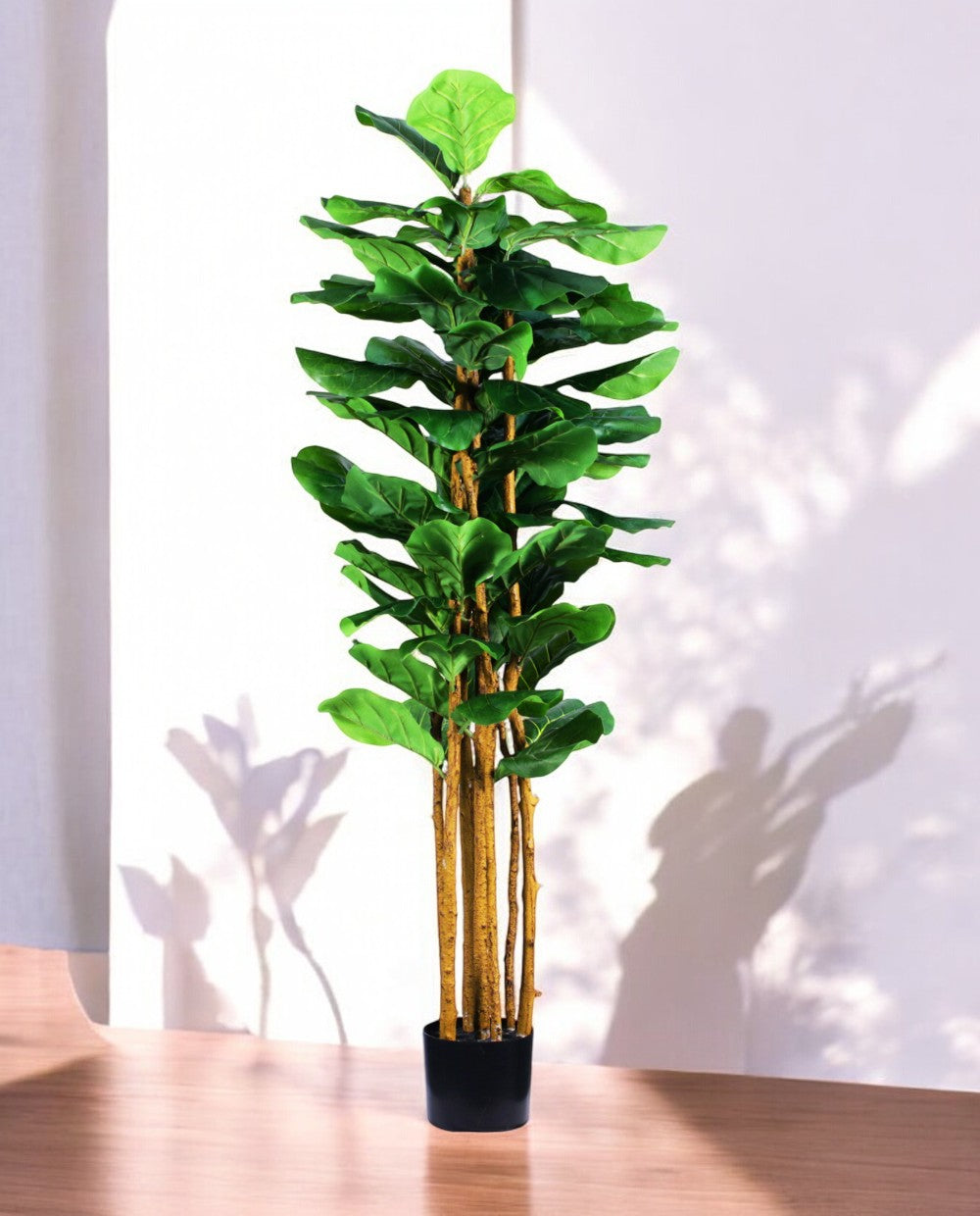 FICUS LYRATA 150cm 19538(b)