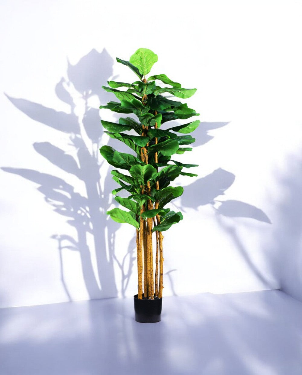 FICUS LYRATA 150cm 19538(c) (2)